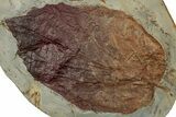 Wide Plate with Two Fossil Leaves (Two Species) - Montana #356534-1